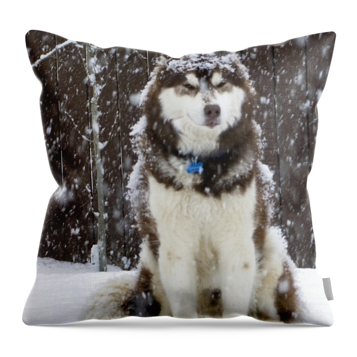 Animals Throw Pillow featuring the photograph Spring Snow by Rhonda McDougall