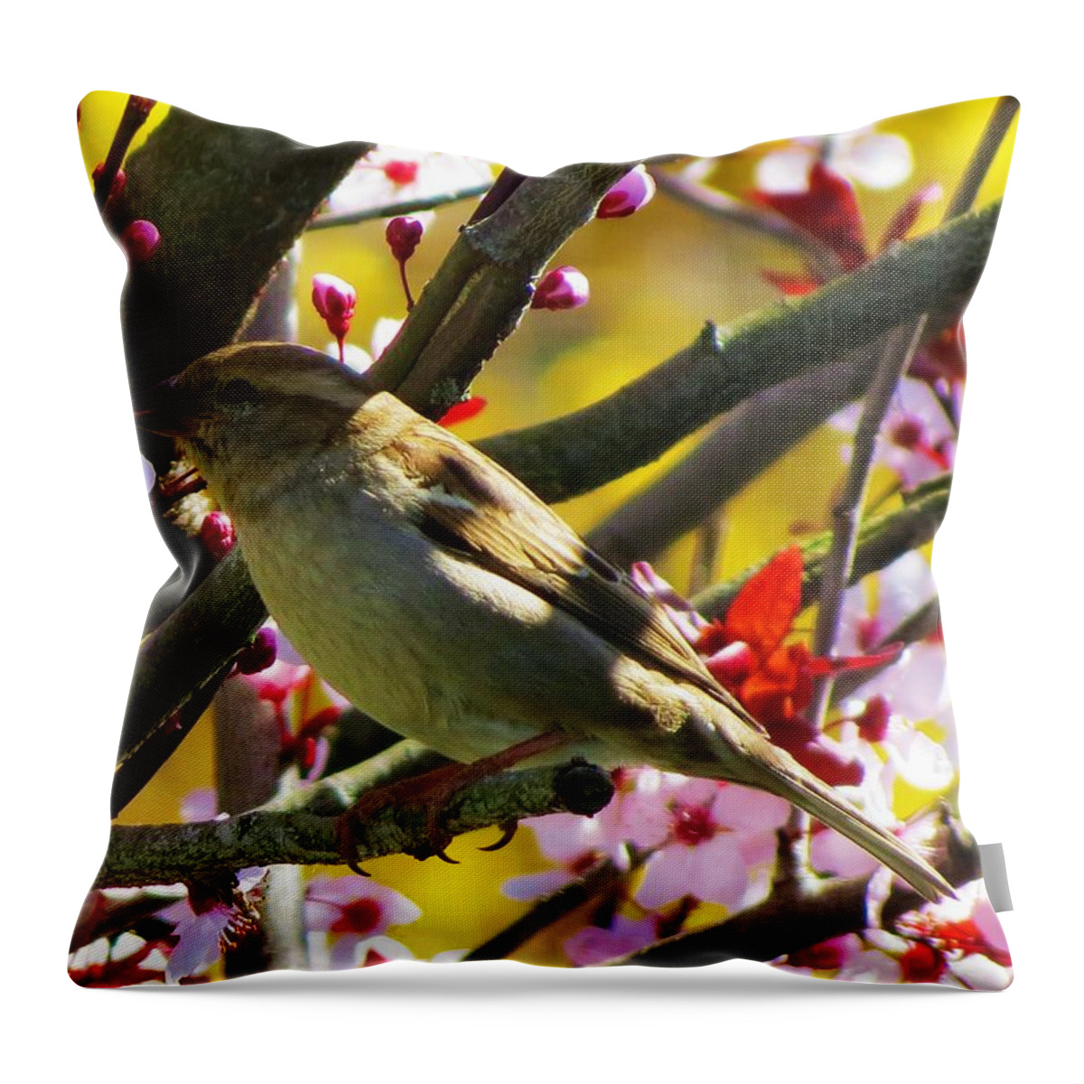 Spring Throw Pillow featuring the photograph Spring Sparrow by Vijay Sharon Govender