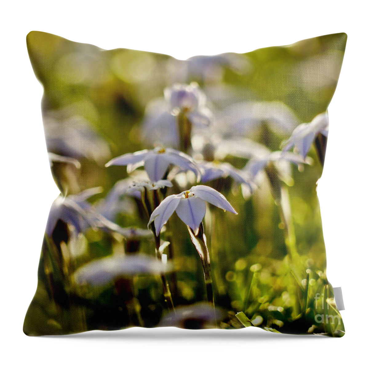 Star Flower Throw Pillow featuring the photograph Spring Stars by Rachel Morrison