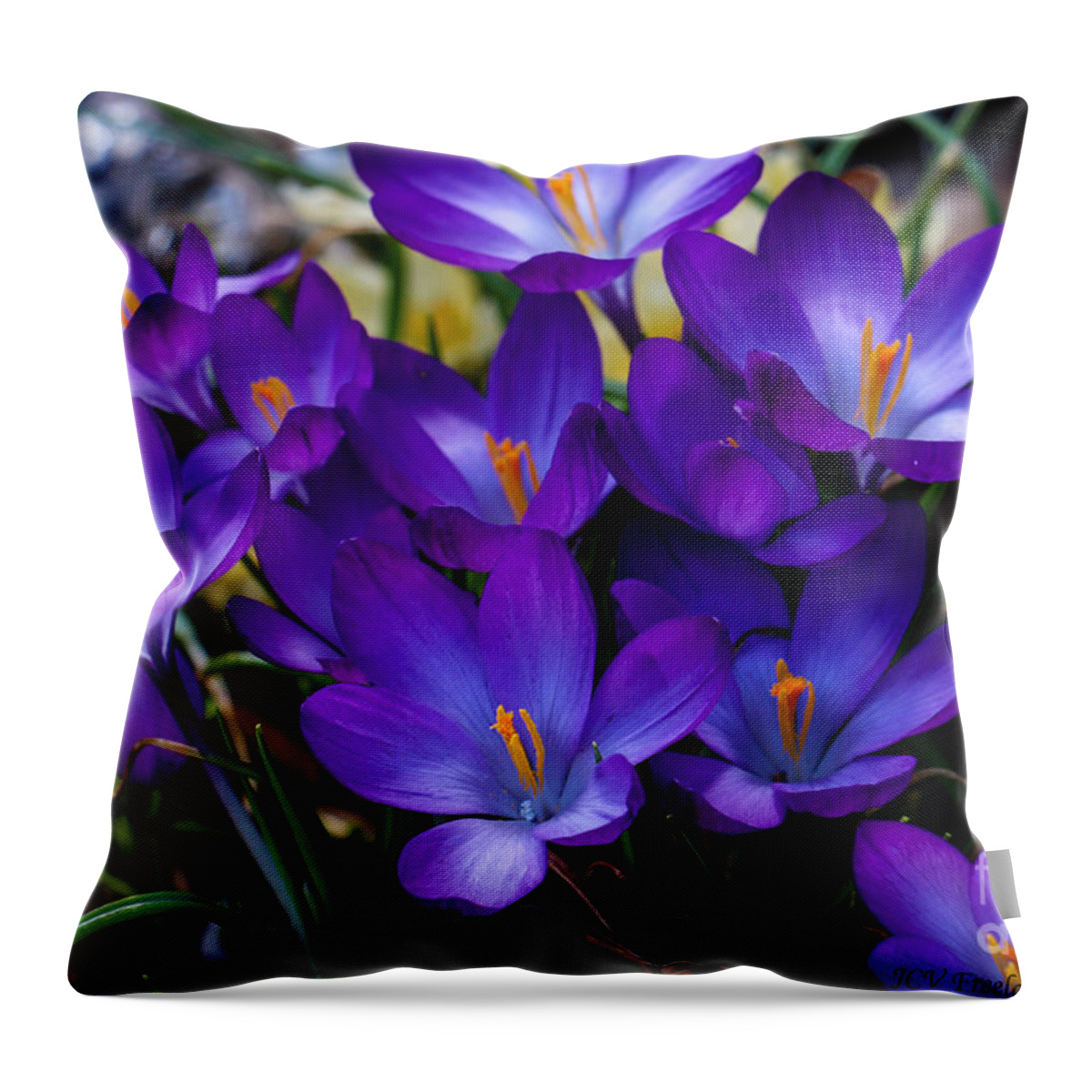 Flower Throw Pillow featuring the photograph Spring time Crocus by JCV Freelance Photography LLC