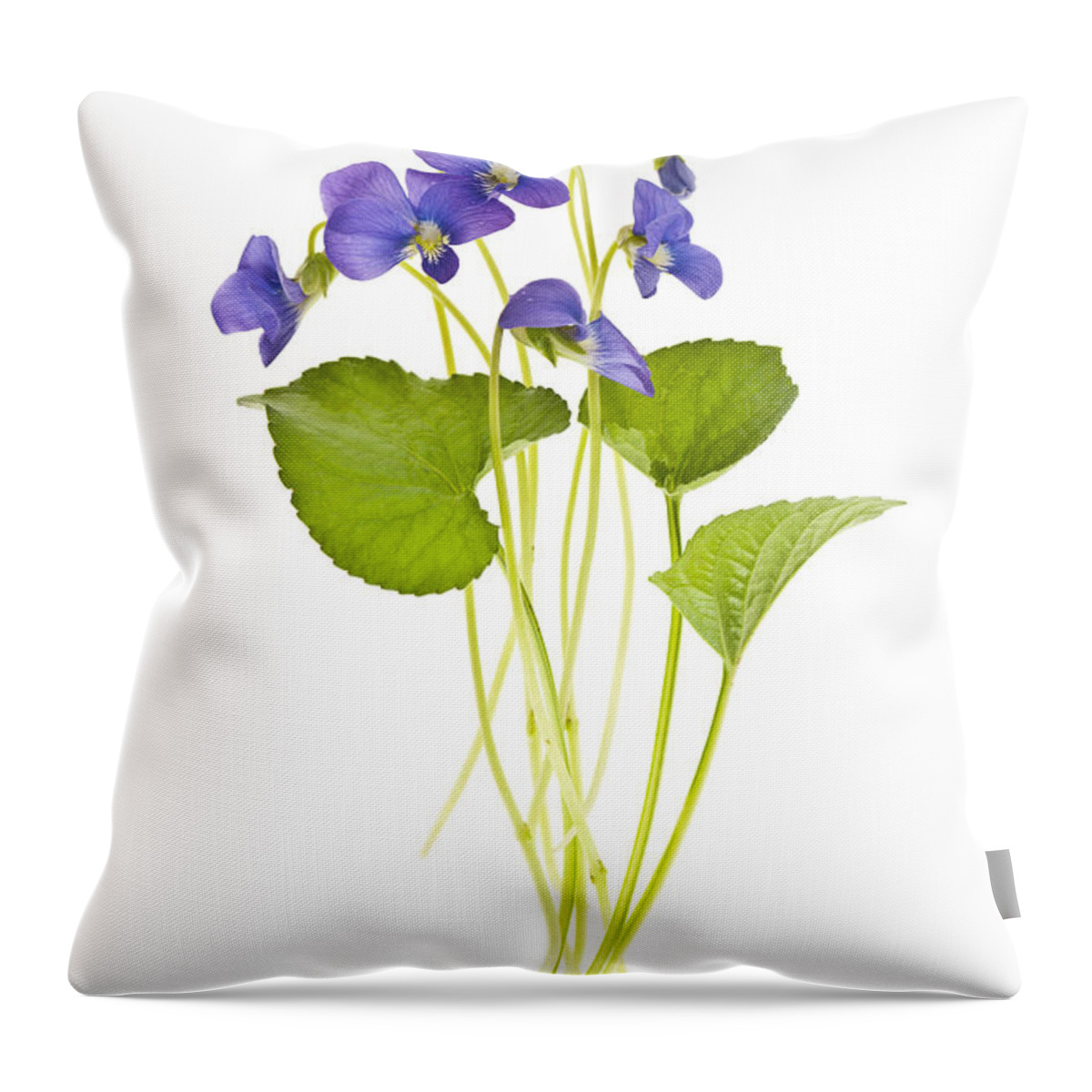 Violets Throw Pillow featuring the photograph Spring violets on white by Elena Elisseeva