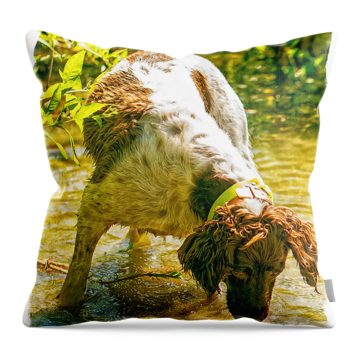 Dogs Throw Pillow featuring the photograph Springer Spaniel Field by Constantine Gregory