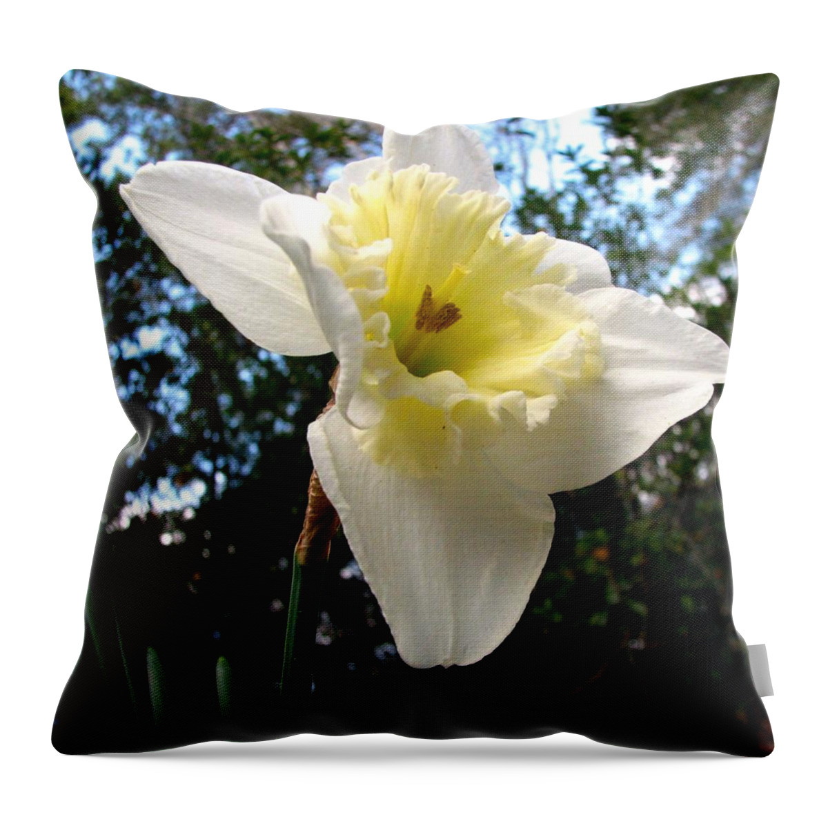 Daffodil Throw Pillow featuring the photograph Spring's First Daffodil 3 by J M Farris Photography