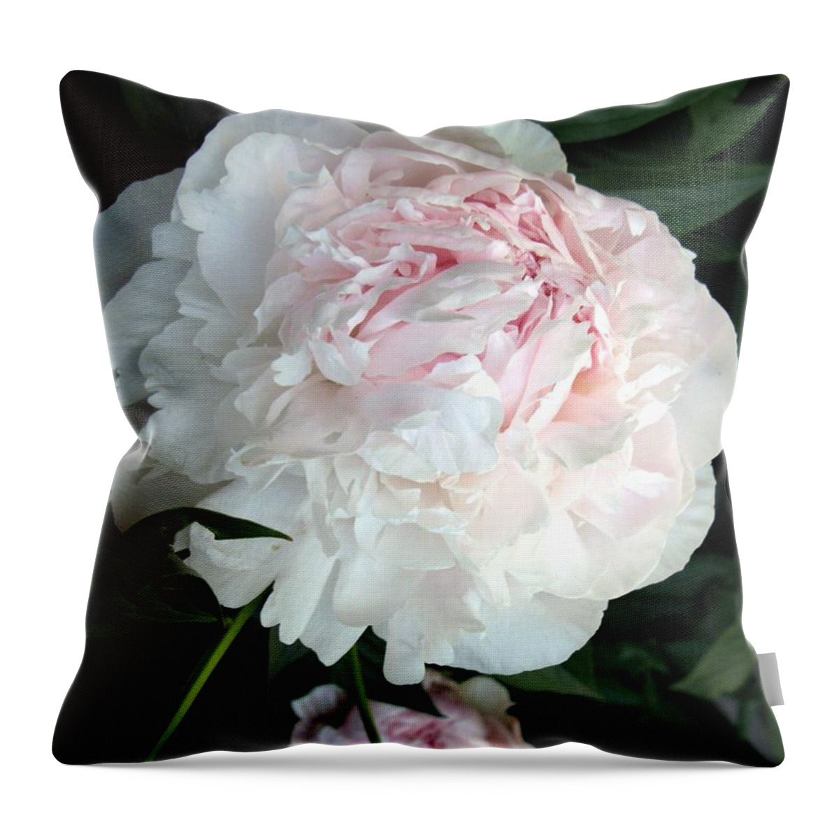 Peony Throw Pillow featuring the photograph Springs Peony by Carol Sweetwood