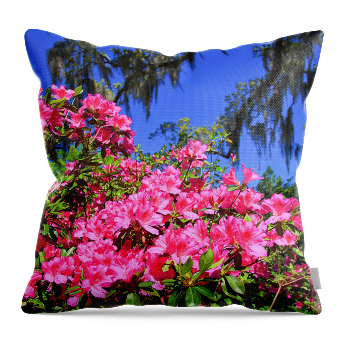 Pink Throw Pillow featuring the photograph Springtime Azaleas by Jill Lang