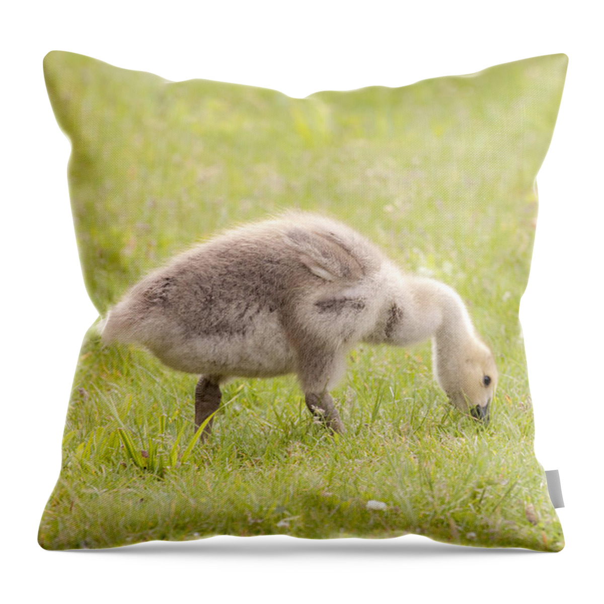 Canadian Goose Throw Pillow featuring the photograph Springtime in Ohio by Jeannette Hunt