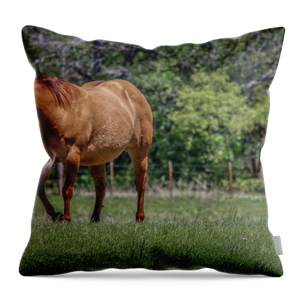 Horses Throw Pillow featuring the photograph Springtime In Texas Fields by Elaine Malott