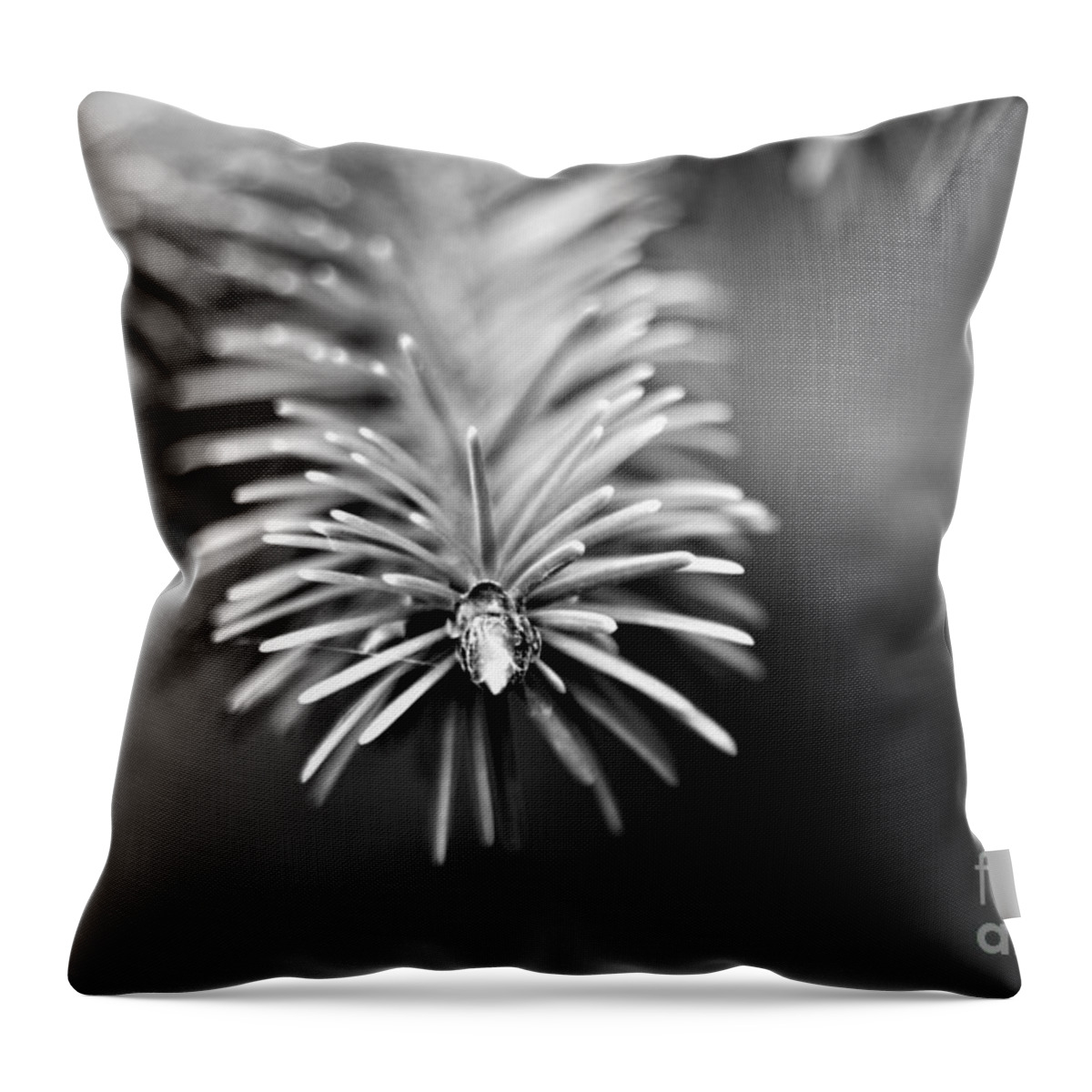 Black And White Throw Pillow featuring the photograph Spruce Bud by Tracey Lee Cassin