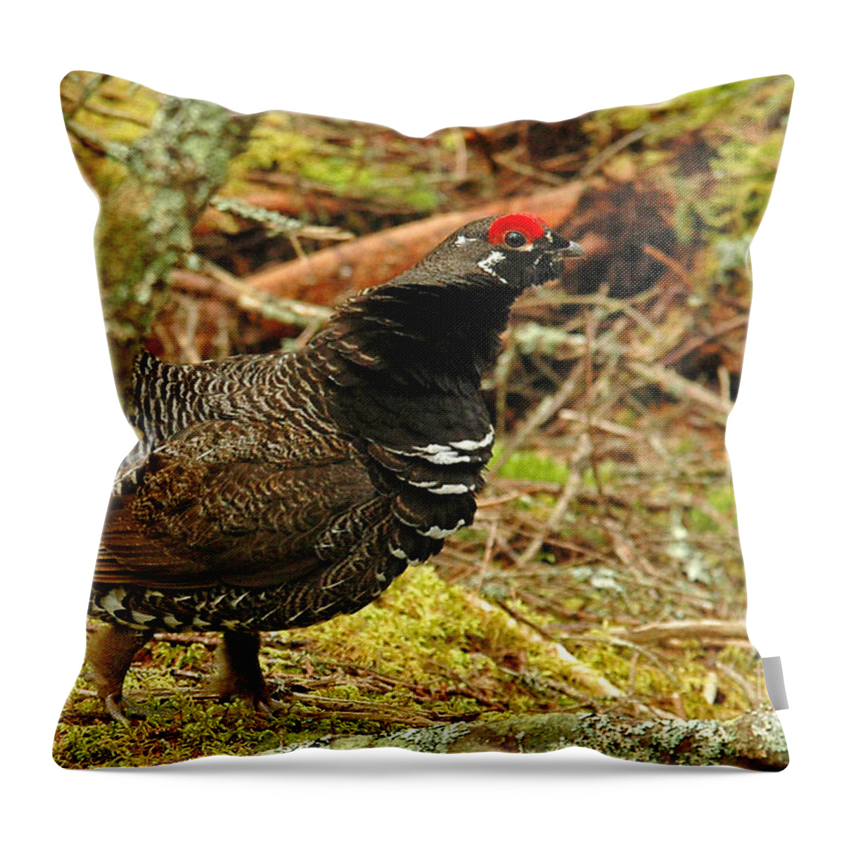 Spruce Grouse Throw Pillow featuring the photograph Spruce Grouse by Alana Ranney