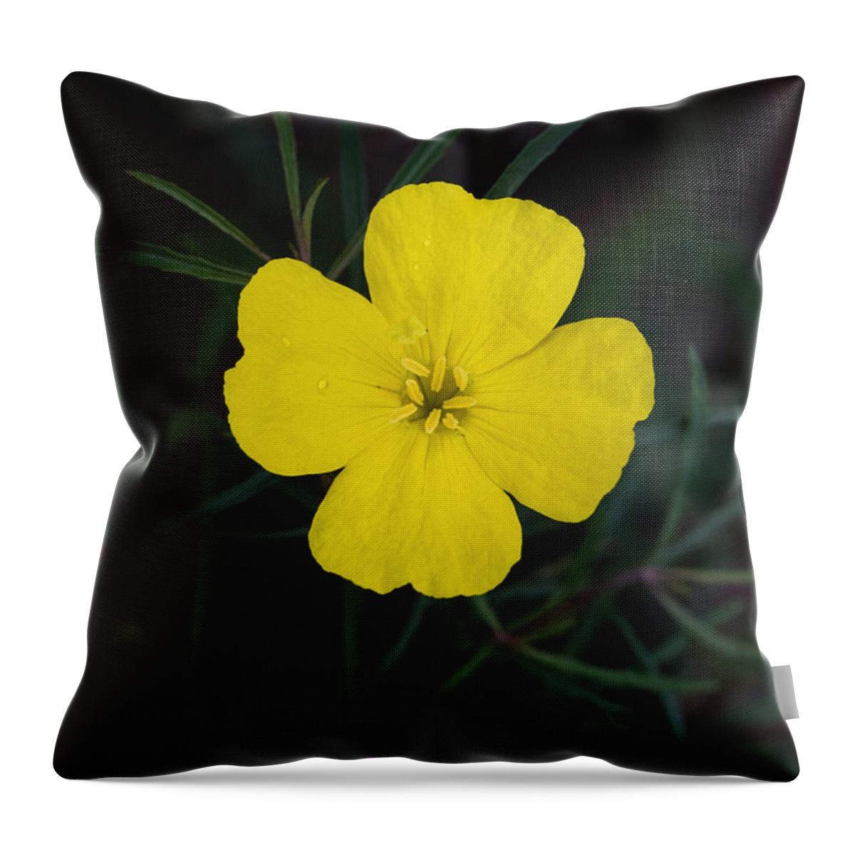 Square-bud Primrose Throw Pillow featuring the photograph Square-Bud Primrose Flower by Steven Schwartzman