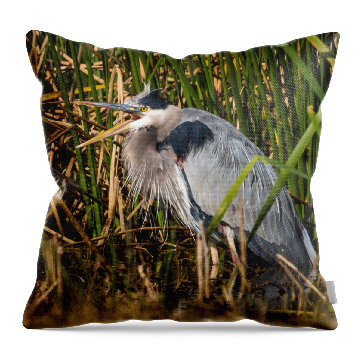 1 Pid Color Open Throw Pillow featuring the photograph Squawking Heron by Gregory Daley MPSA