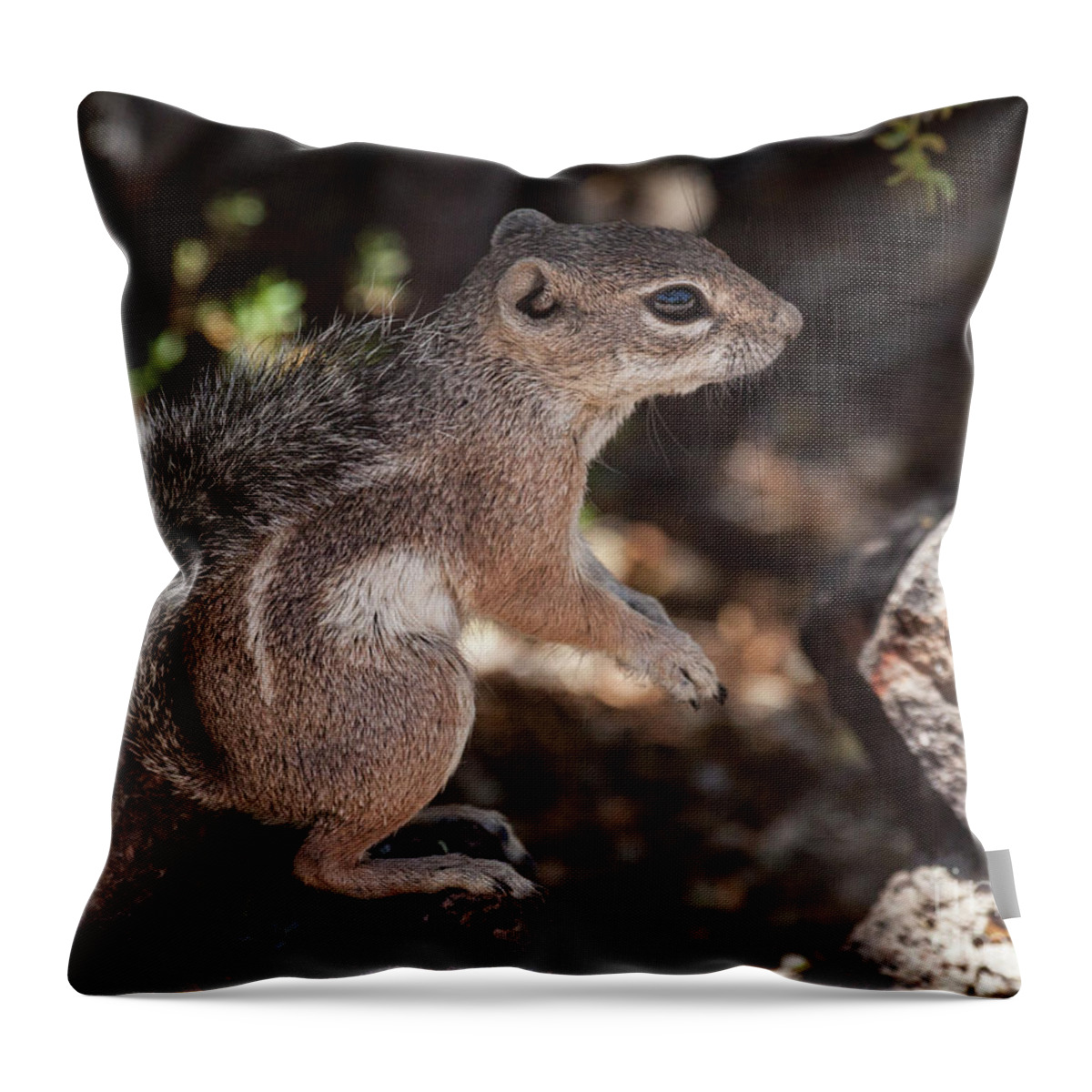 Antelope Ground Squirrel Throw Pillow featuring the photograph Squirrel in summer light by Ruth Jolly