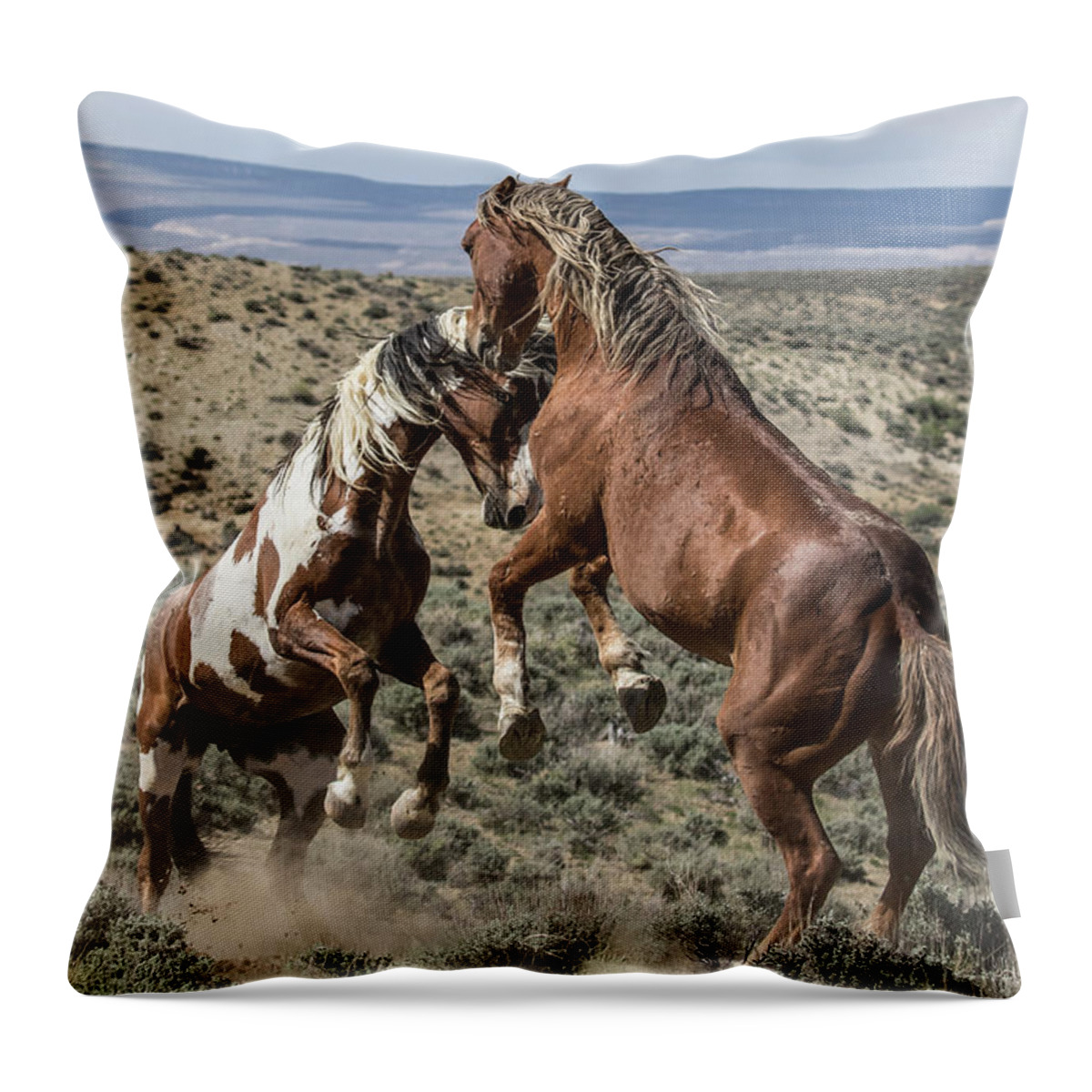 Colorado Throw Pillow featuring the photograph Stallions Battle by Dawn Key
