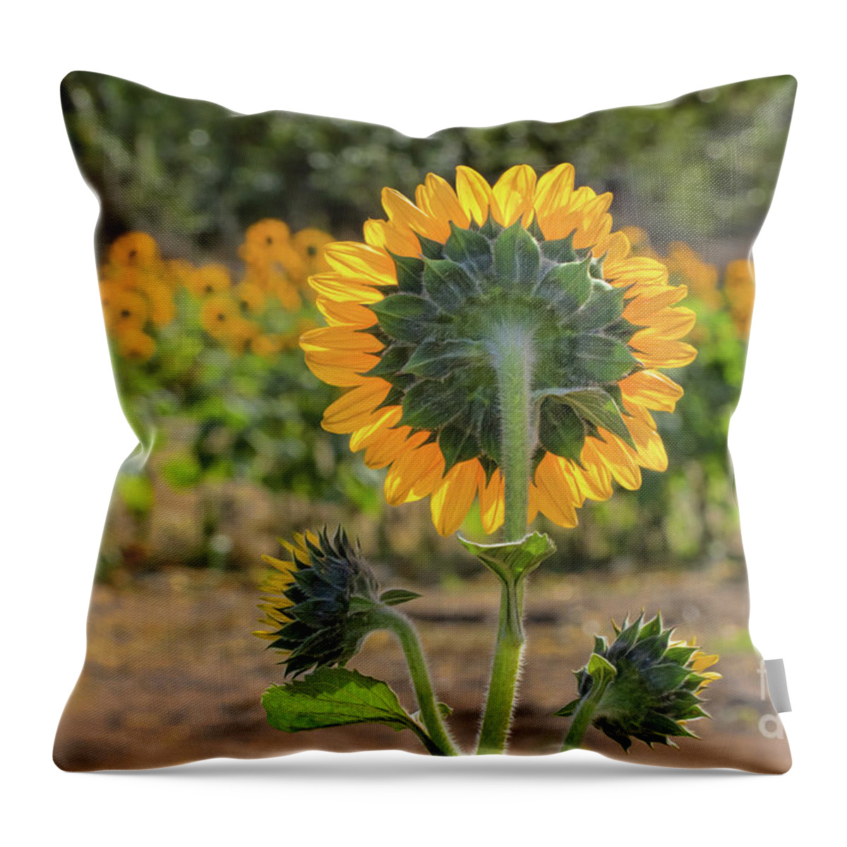 Sunflower Throw Pillow featuring the photograph Standing At Attention by Mimi Ditchie