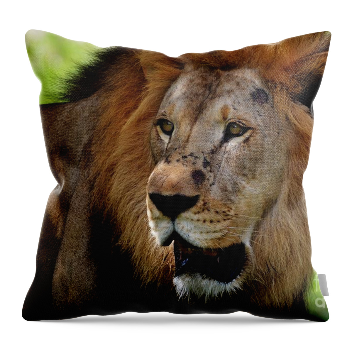 Male Lion Throw Pillow featuring the photograph Standing Tall by Julie Adair