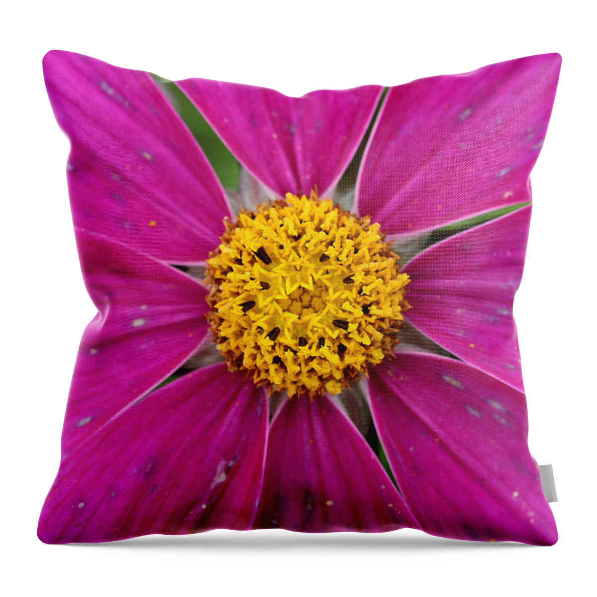 Stars Throw Pillow featuring the photograph Star attraction color contrast flower by Pierre Leclerc Photography