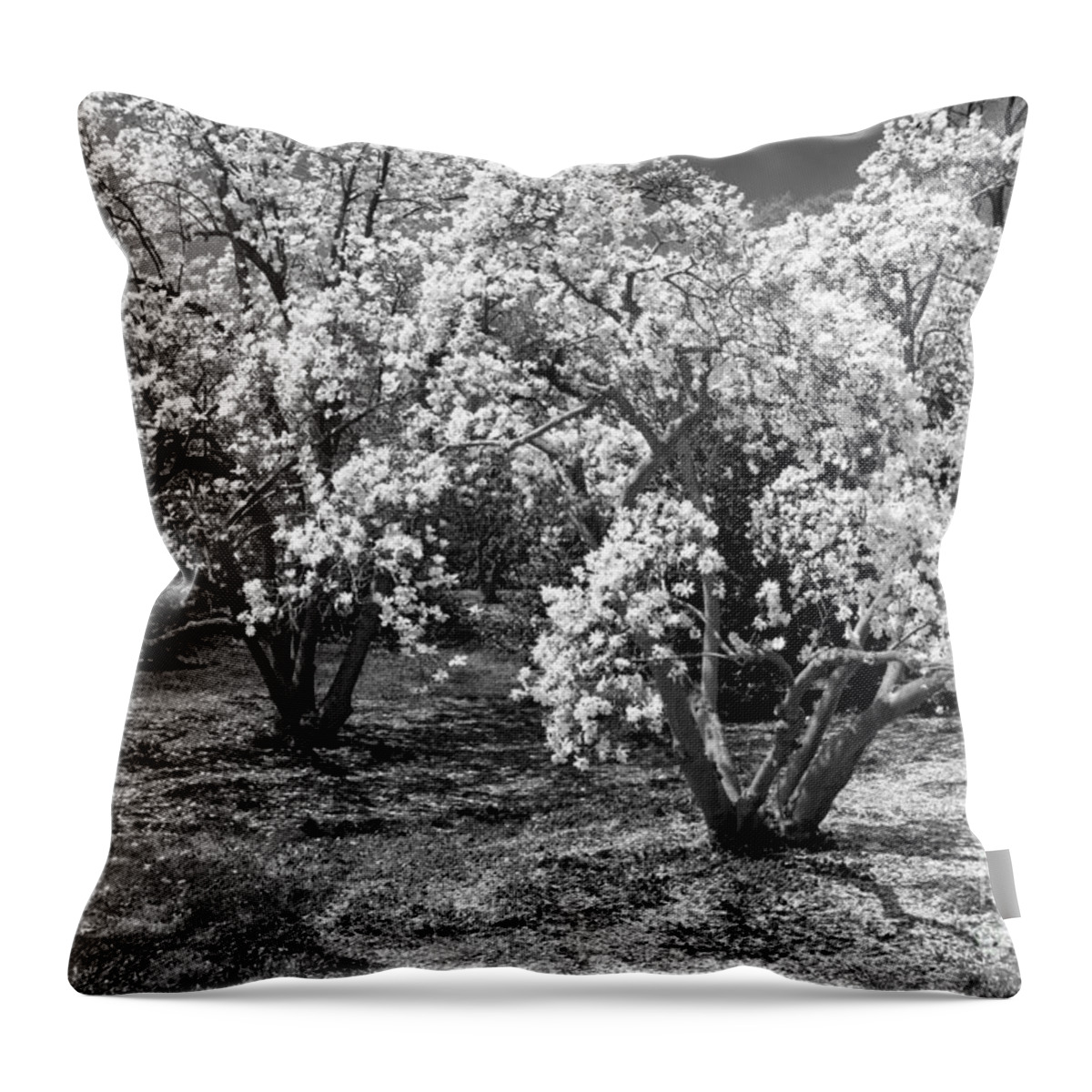 Dc Landcsapes Throw Pillow featuring the photograph Star Magnolia Trees by Chris Scroggins