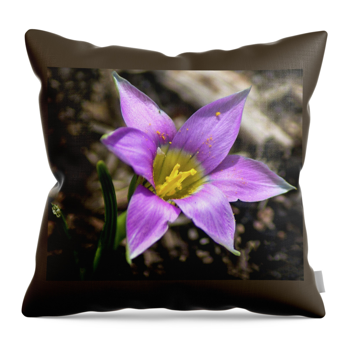 Star Throw Pillow featuring the photograph Star Power by Tania Read