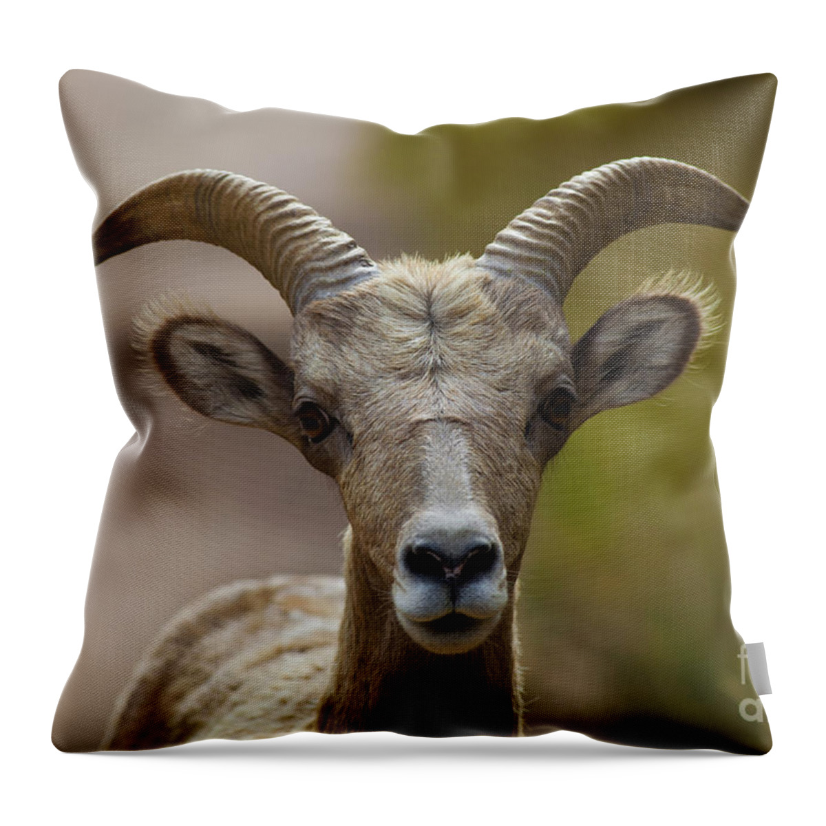 Colorado Throw Pillow featuring the photograph Stare Down by Barbara Schultheis