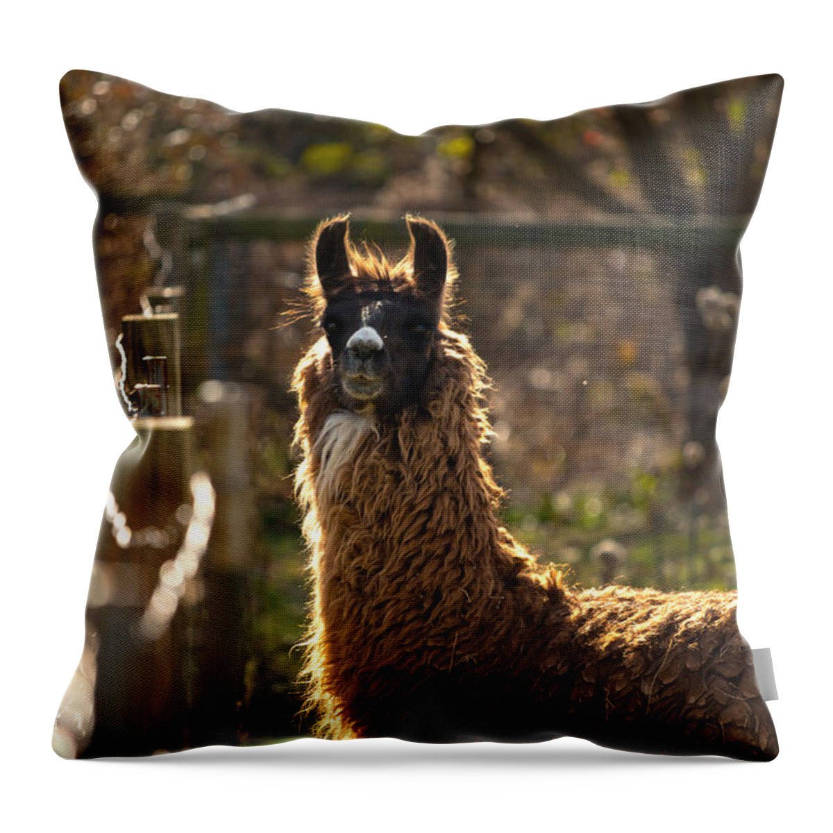 Acres Throw Pillow featuring the photograph Staring Llama by Travis Rogers