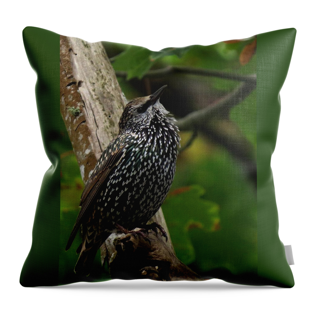 Nw Bird Throw Pillow featuring the photograph Starling Pride by I'ina Van Lawick