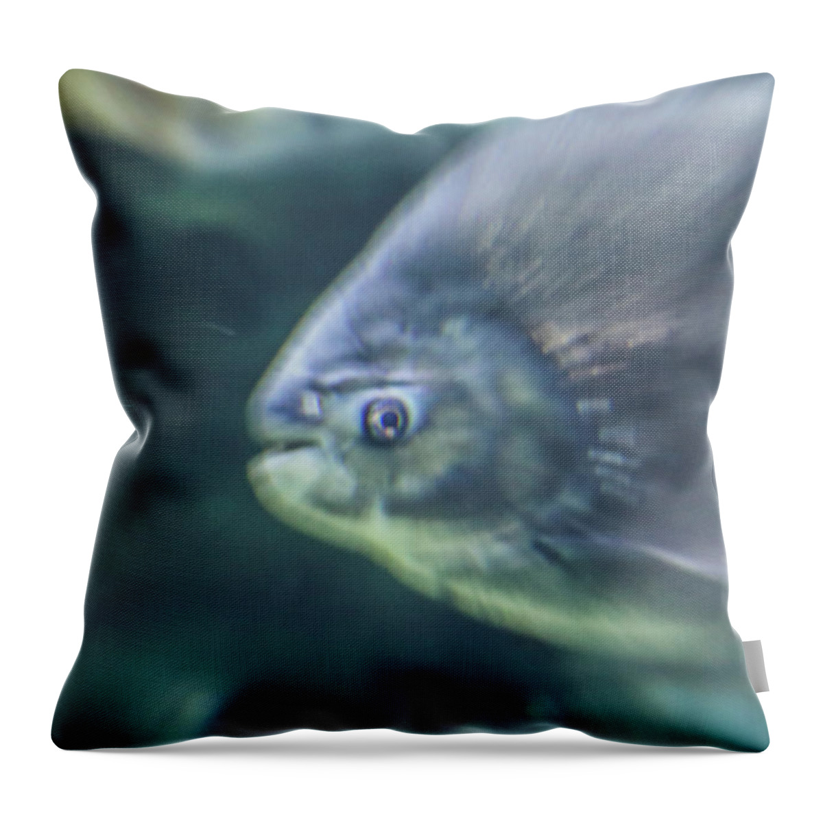 Fish Throw Pillow featuring the photograph Starring by Hyuntae Kim