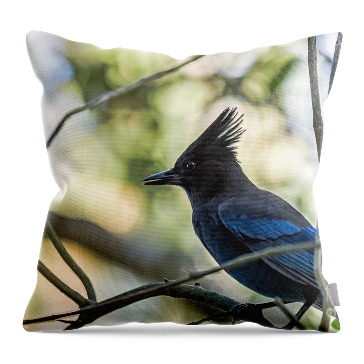 Bird Throw Pillow featuring the photograph Steller's Portrait by Kate Brown