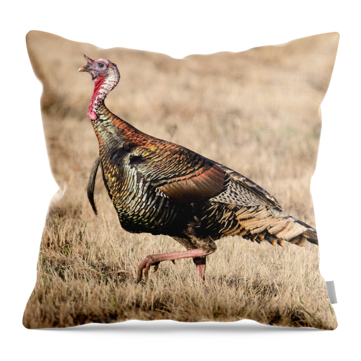 Turkey Throw Pillow featuring the photograph Stepping Out by Steve Marler