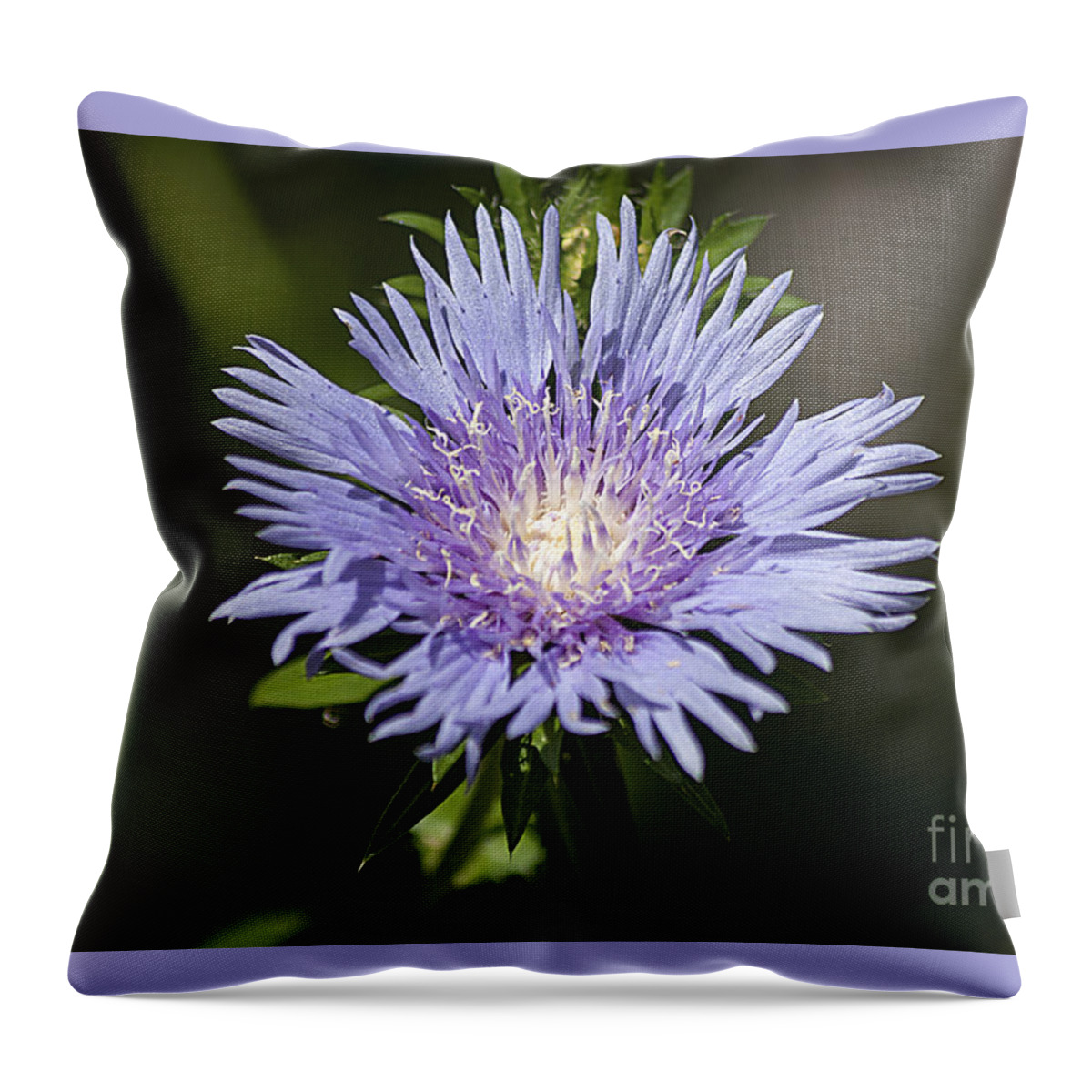 Stokes Aster Throw Pillow featuring the photograph Stokes Aster 20120703_129a by Tina Hopkins