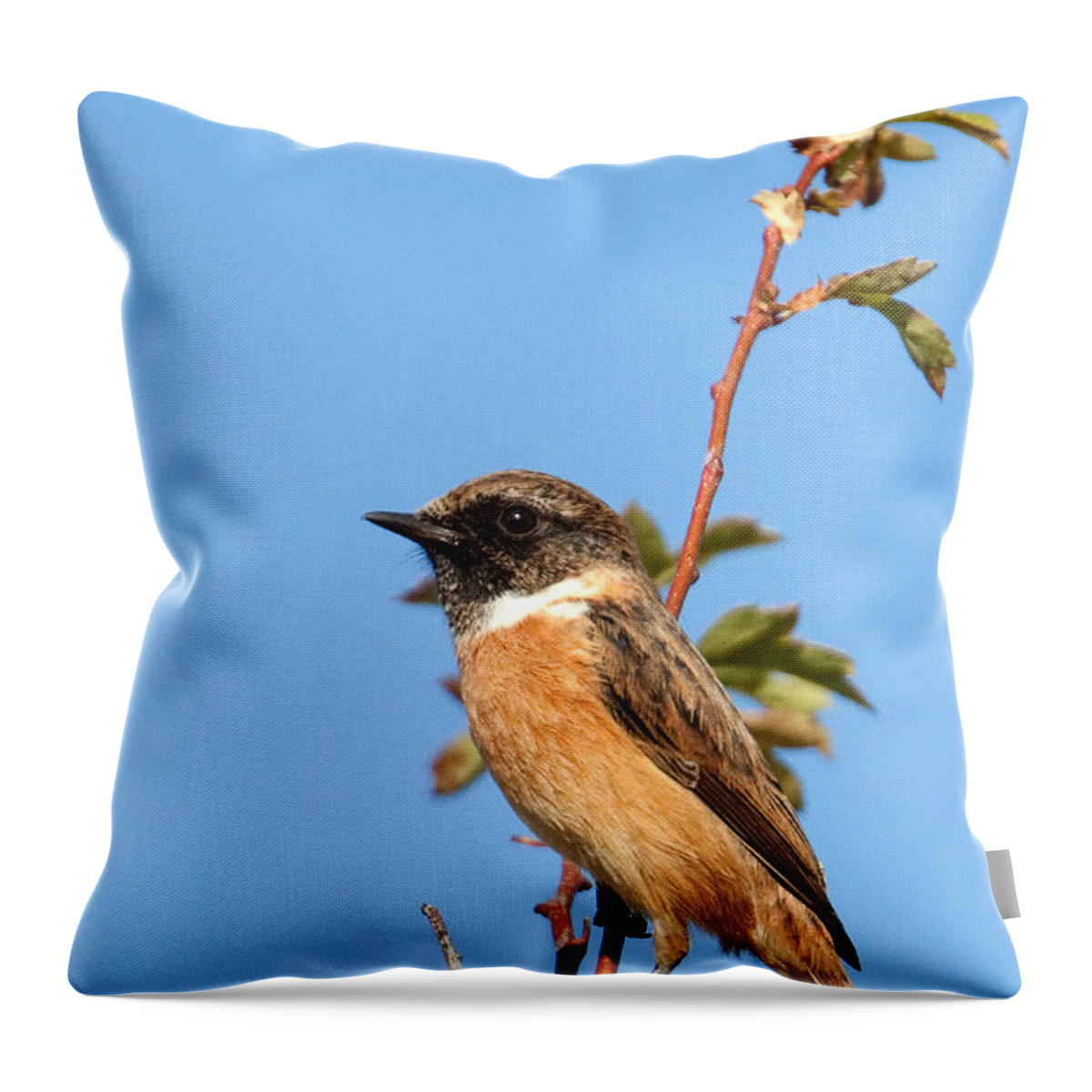Stonechat Throw Pillow featuring the photograph Stonechat on branch by Bob Kempp