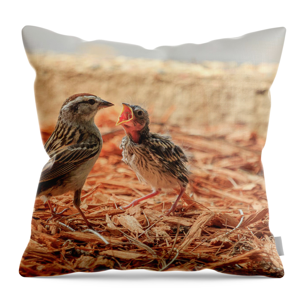 Chipping Sparrow Throw Pillow featuring the photograph Story of the Baby Chipping Sparrow 8 of 10 by Joni Eskridge