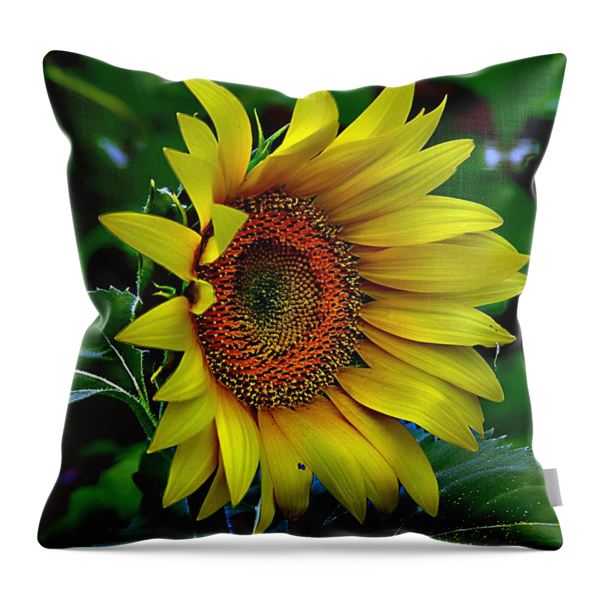 Single Sunflower Throw Pillow featuring the photograph Straight Up Sunflower by Karen McKenzie McAdoo