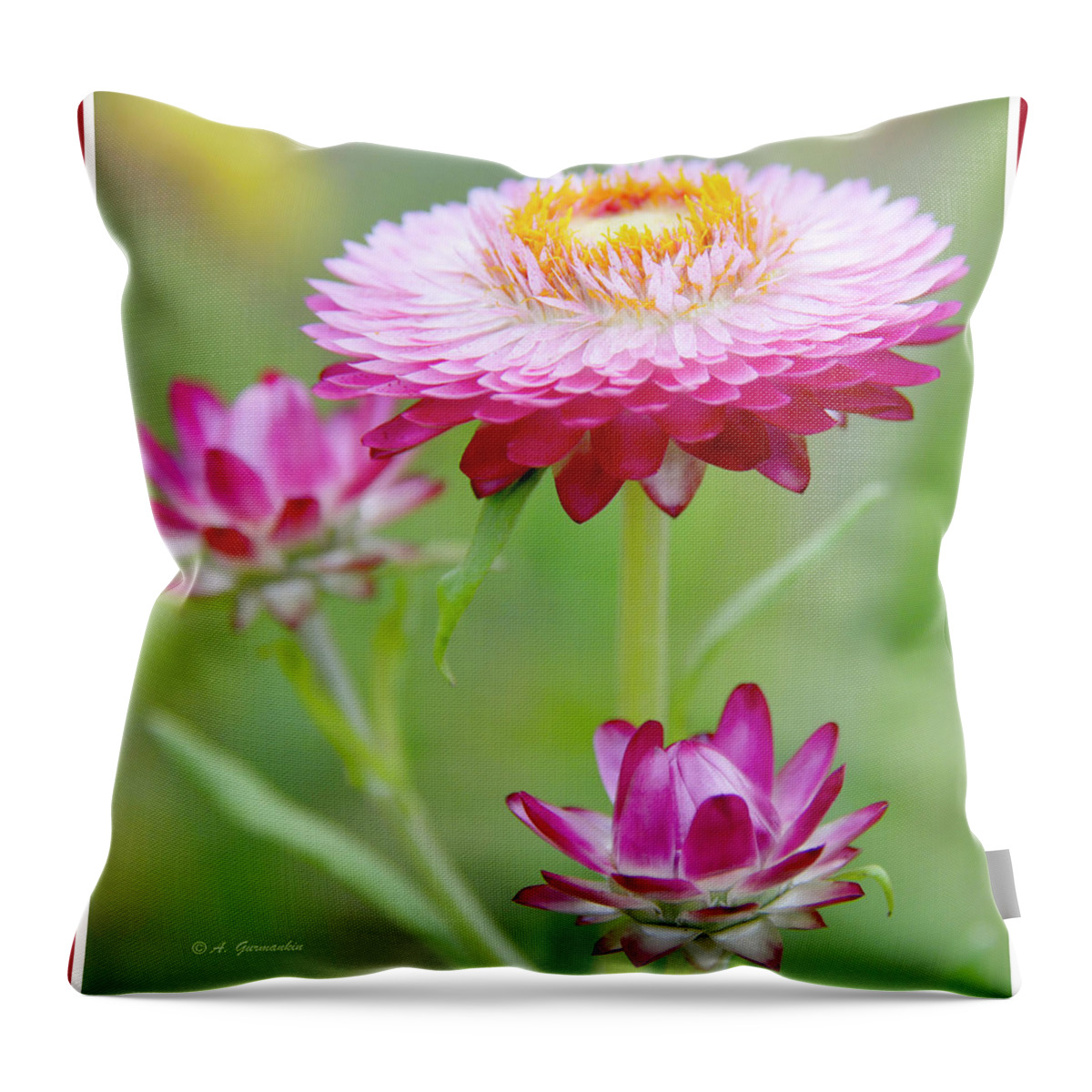 Macro Throw Pillow featuring the photograph Strawflower Blossoms by A Macarthur Gurmankin