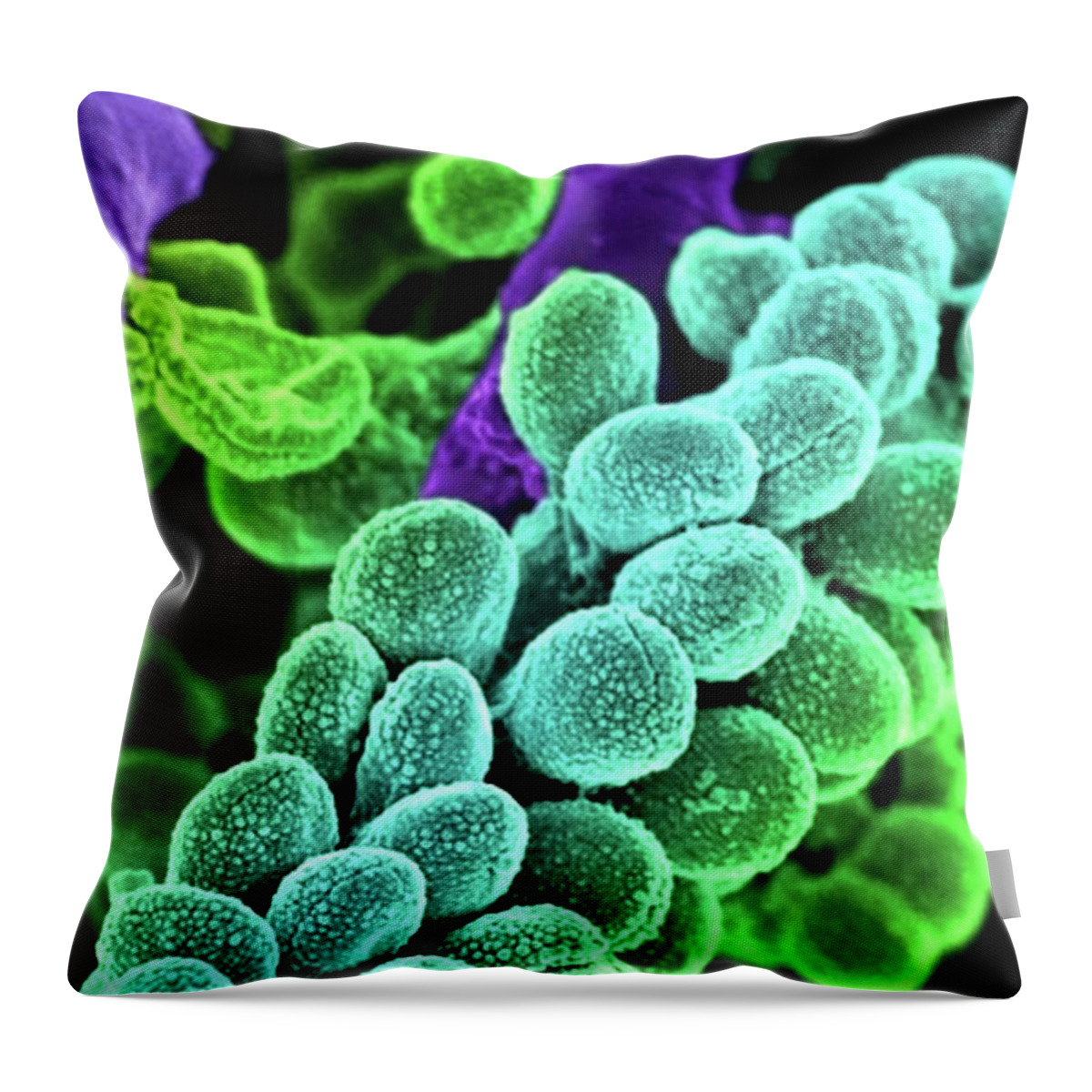 Streptococcus Bacteria Throw Pillow featuring the photograph Streptococcus Bacteria - Colored scanning electron micrograph. by Doc Braham