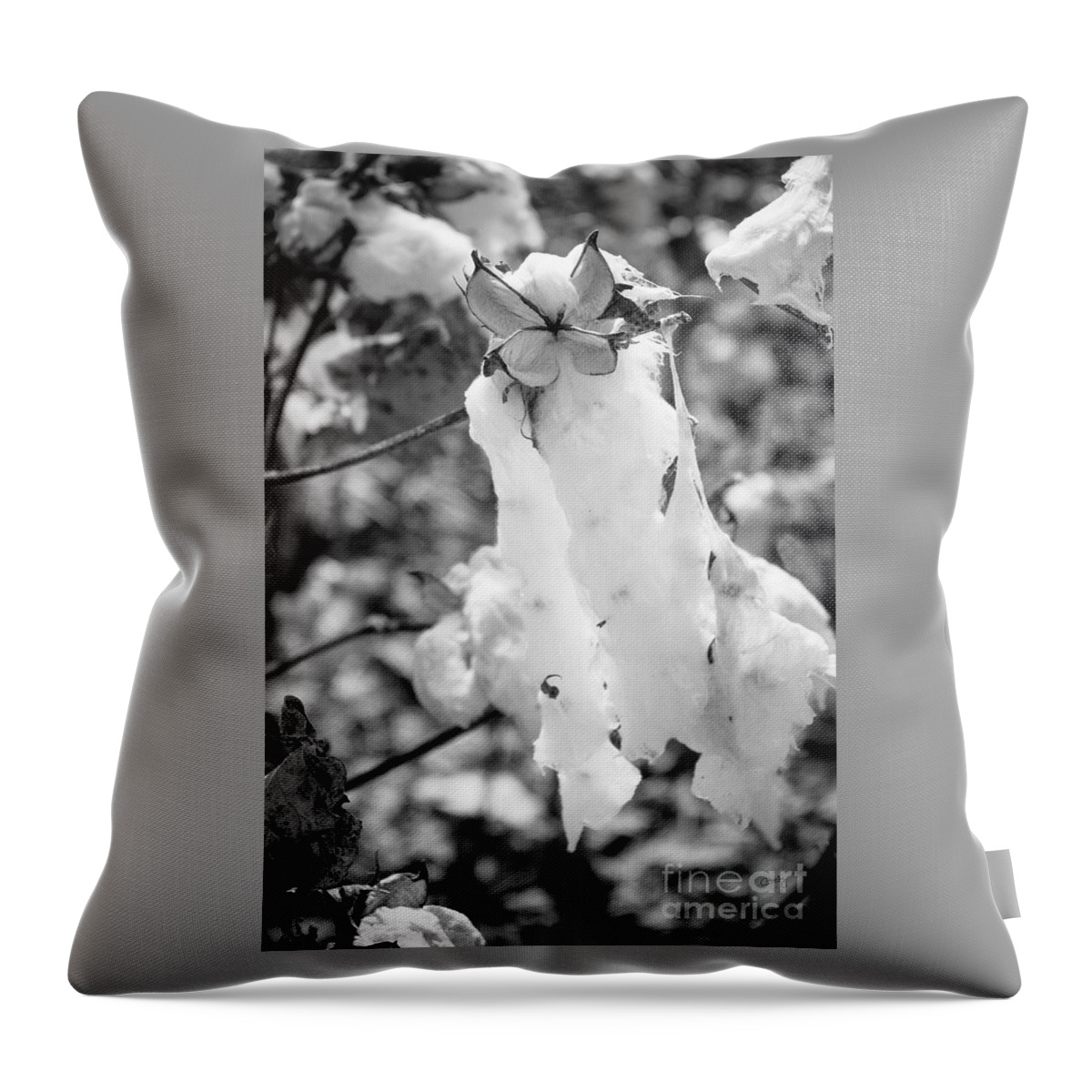 Stretched Cotton Throw Pillow featuring the photograph Stretched Cotton by Imagery by Charly
