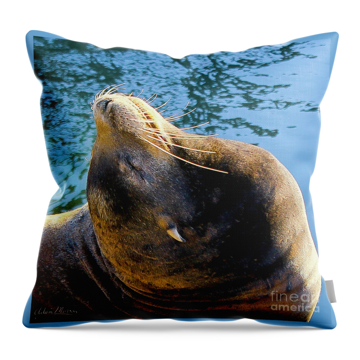 Wildlife Throw Pillow featuring the photograph Stretch by Adam Morsa