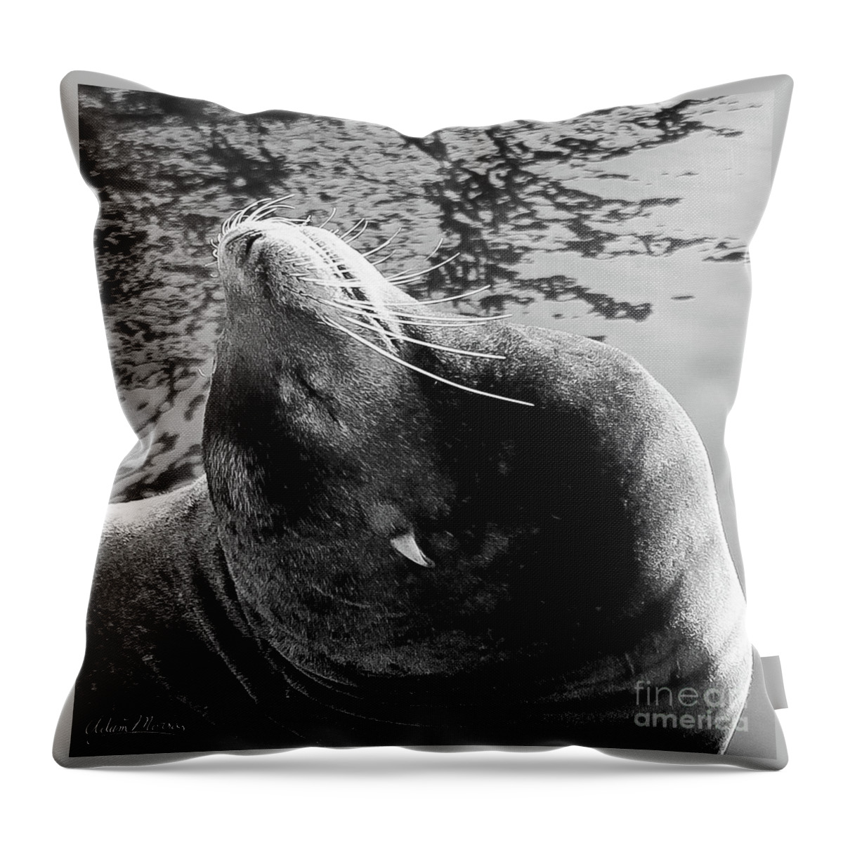 Wildlife Throw Pillow featuring the photograph Stretch, Black and White by Adam Morsa