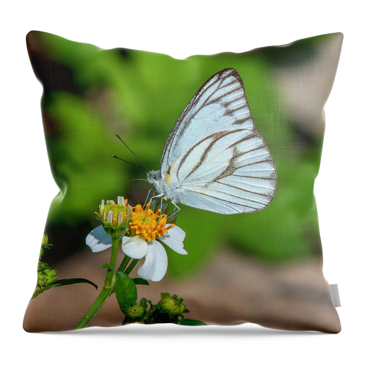 Nature Throw Pillow featuring the photograph Striped Albatross Butterfly DTHN0208 by Gerry Gantt