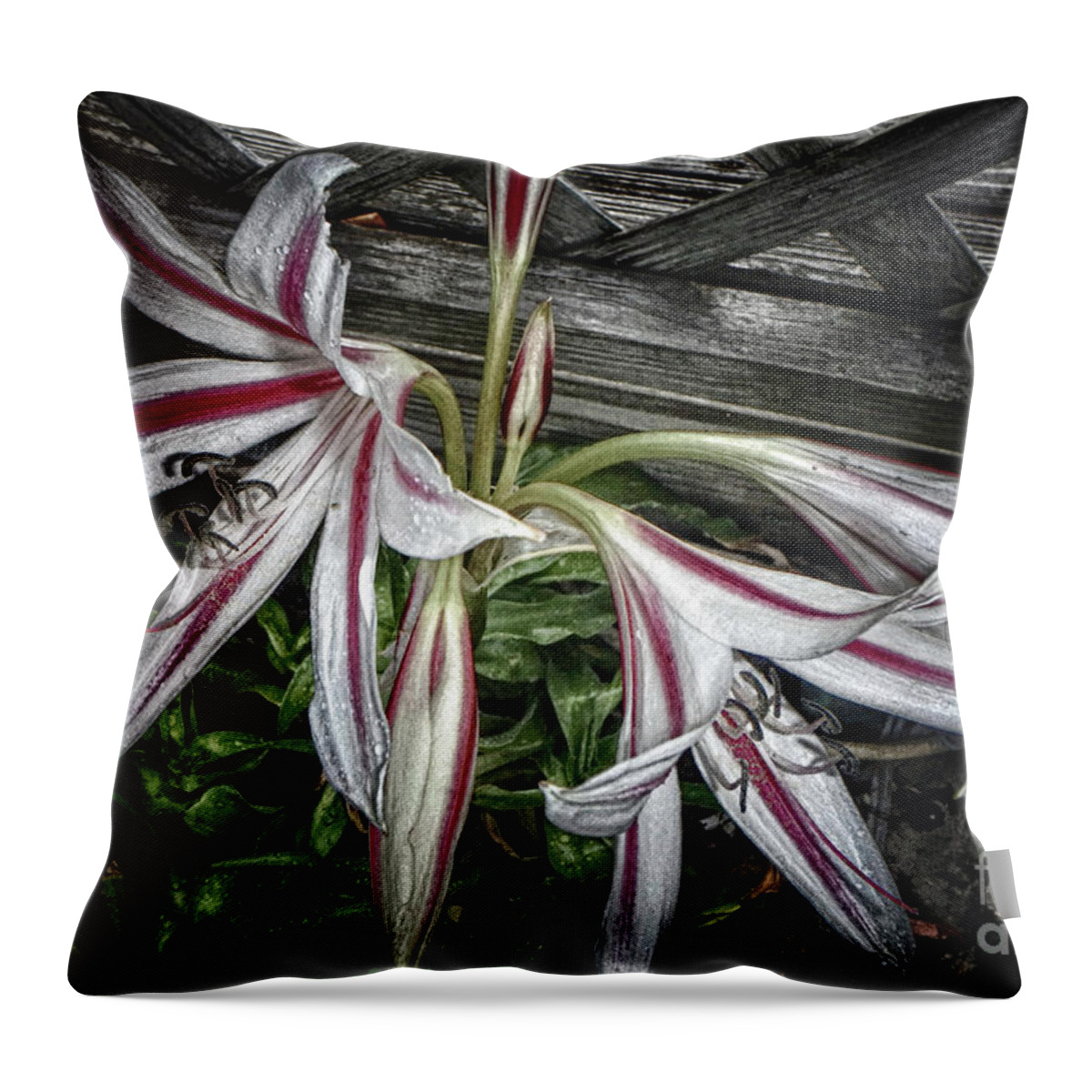 Lilies Throw Pillow featuring the photograph Striped Lilies by Judy Hall-Folde