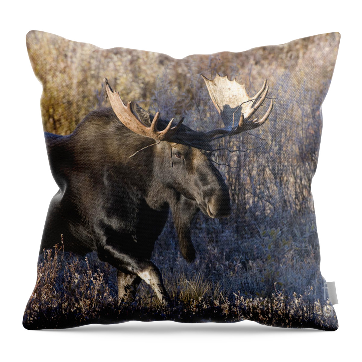 Grand Teton National Park Throw Pillow featuring the photograph Strolling Through The Willows by Sandra Bronstein