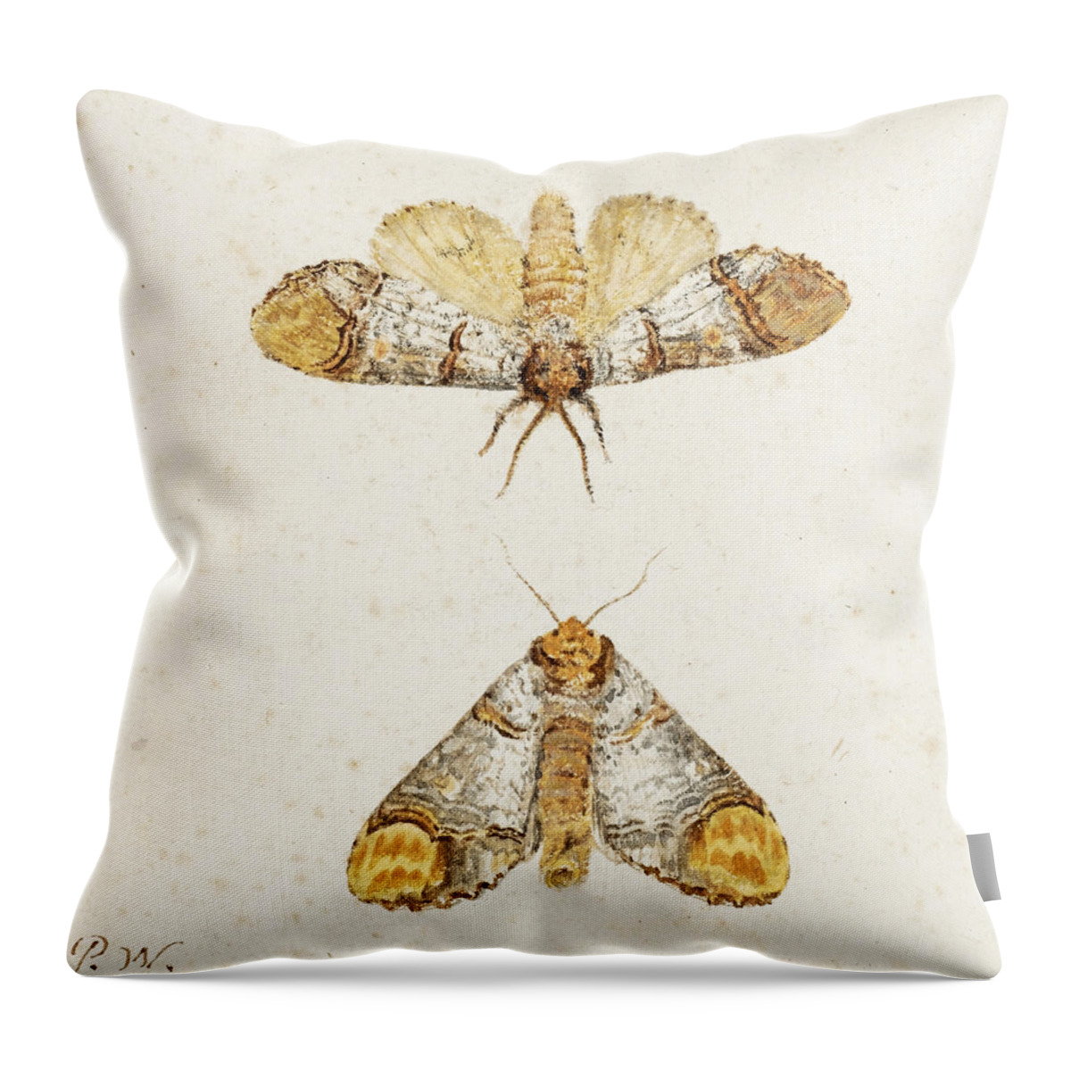 Pieter Withoos Throw Pillow featuring the drawing Study of two Moths by Pieter Withoos