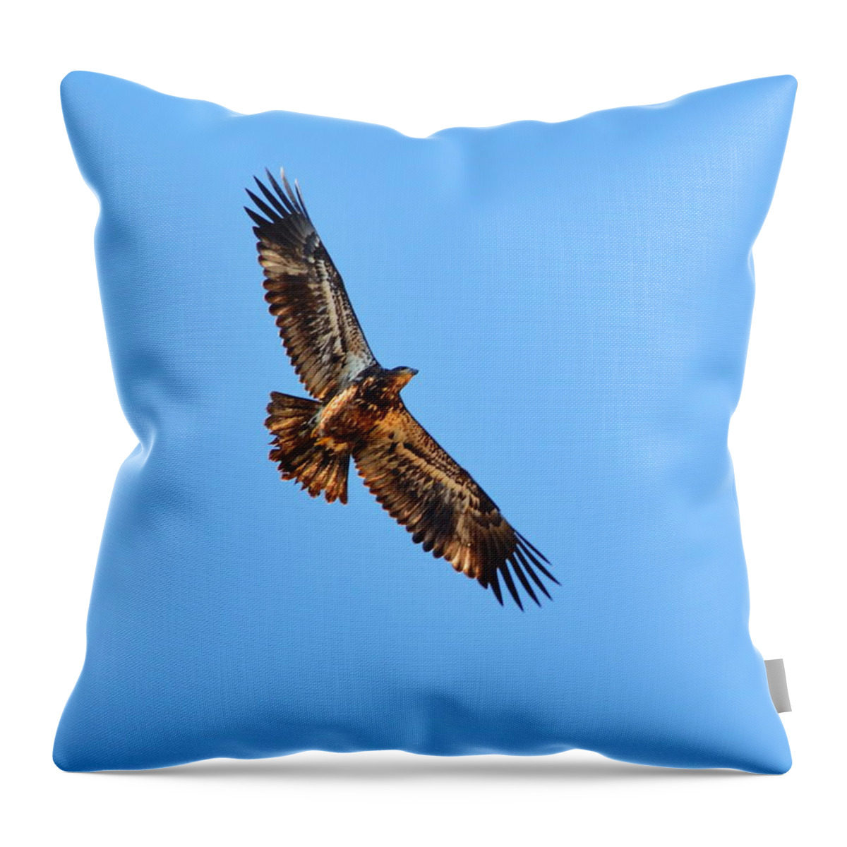 Bird Throw Pillow featuring the photograph Sub-Adult Soaring by Harry Moulton