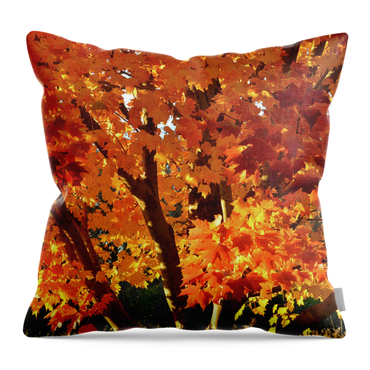 Illinois Throw Pillow featuring the photograph Sugar Maple Sunset by Ray Mathis