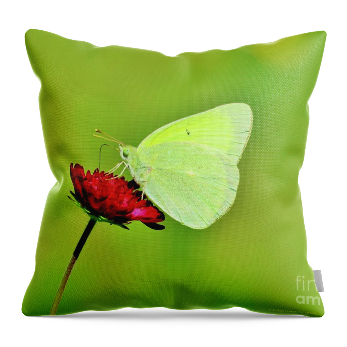 Sulphur Butterfly Throw Pillow featuring the photograph Sulphur Butterfly on Knautia by Michele Penner