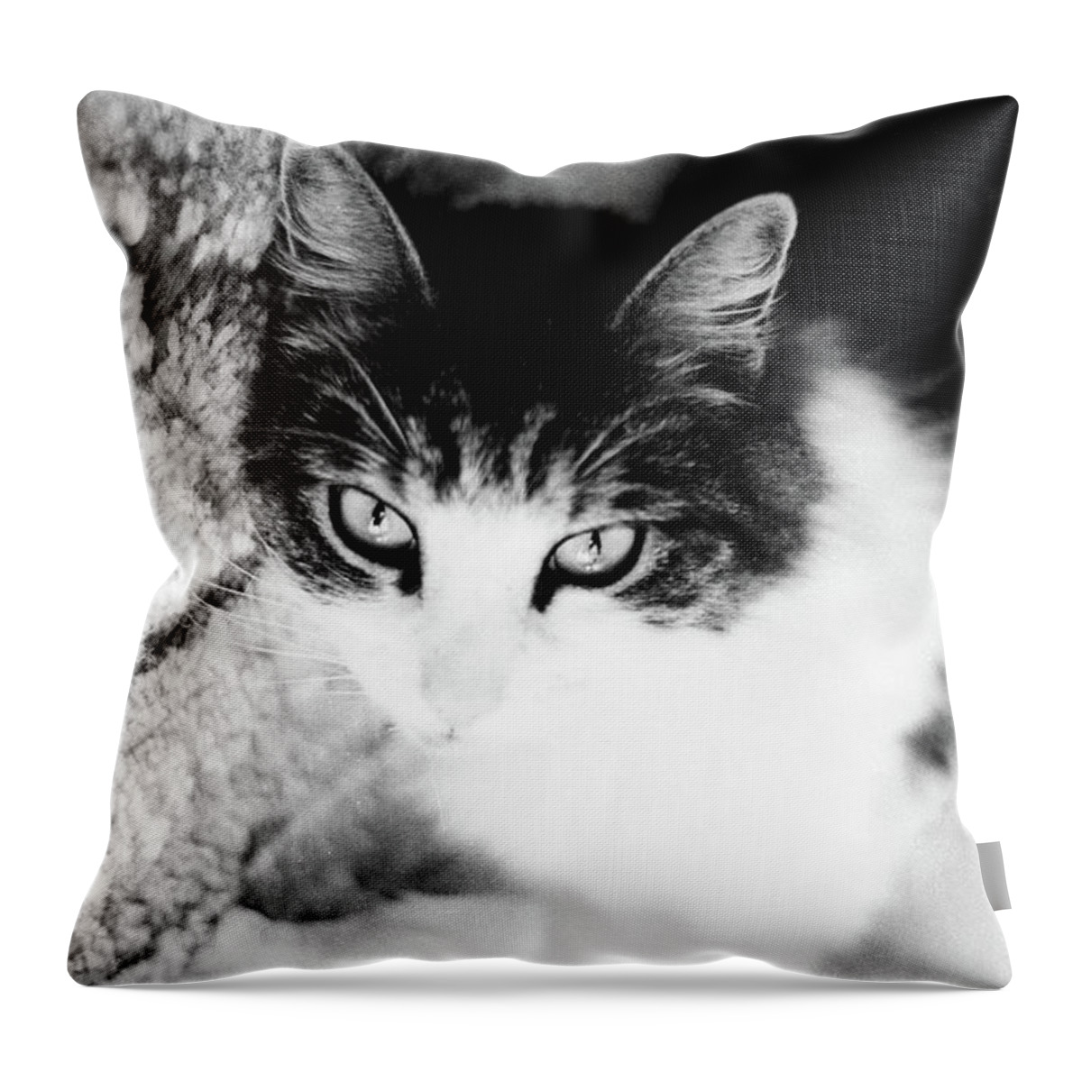 Cat Throw Pillow featuring the photograph Sultry Feline by Geoff Jewett