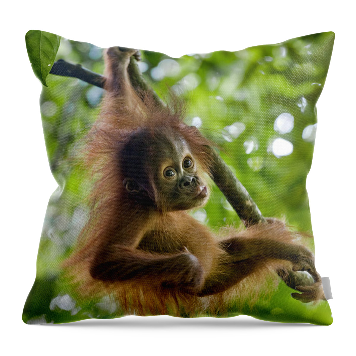 00443970 Throw Pillow featuring the photograph Sumatran Orangutan Baby #1 by Suzi Eszterhas