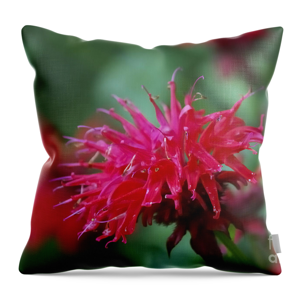 Bee Balm Throw Pillow featuring the photograph Summer Color by Randy Bodkins