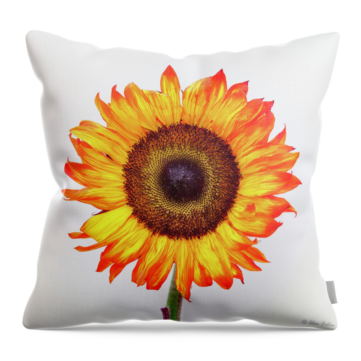 Floral Throw Pillow featuring the photograph Summer Flame 1 by Alexander Fedin