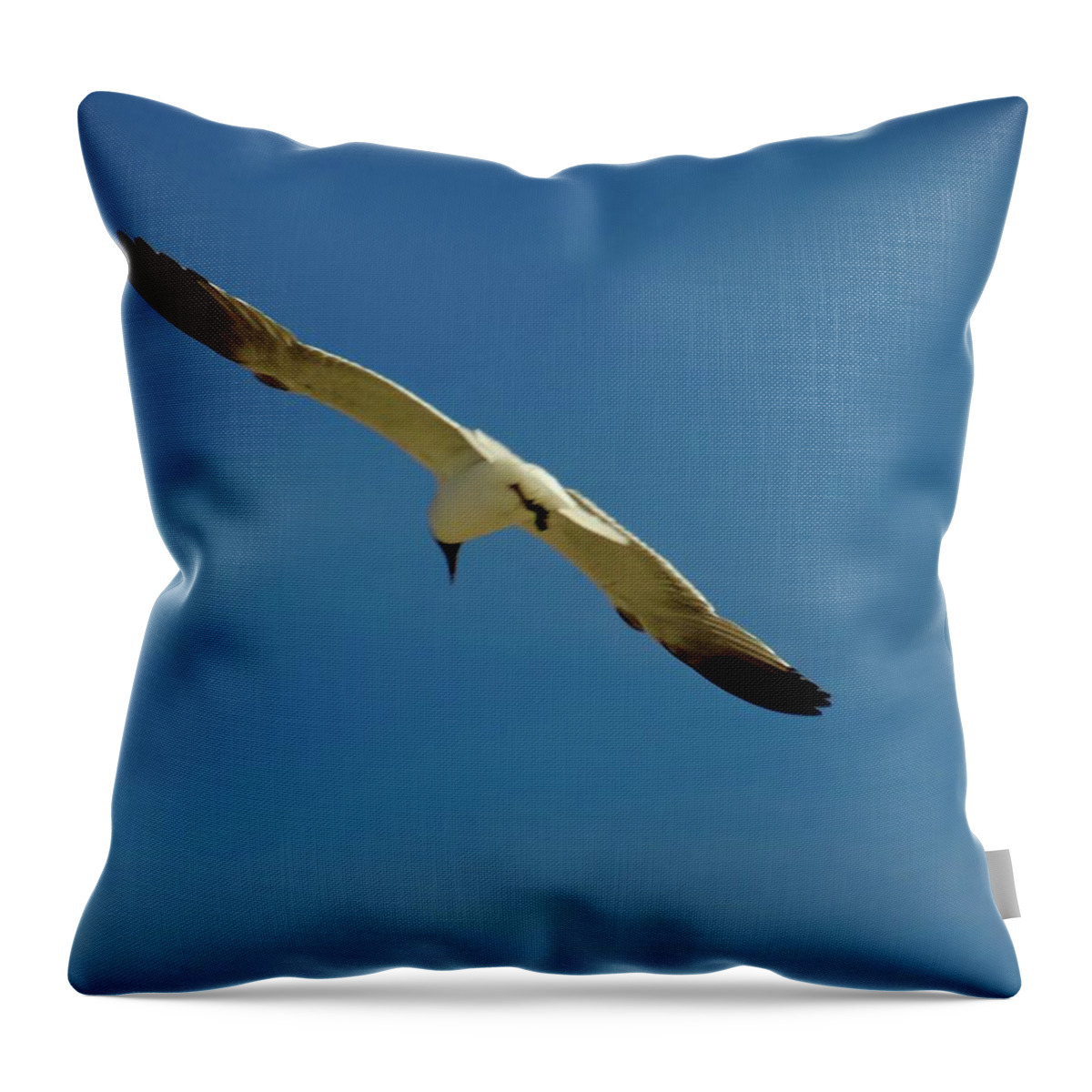 Laughing Gull Gliding Soaring Hunting Flying White Black Blue Sky Space Flight Bird Nature Grace Light Coasting Seashore Ocean Sand Sea Gull Salt Water Air Ocean City Throw Pillow featuring the photograph Summer Glider by Alida M Haslett