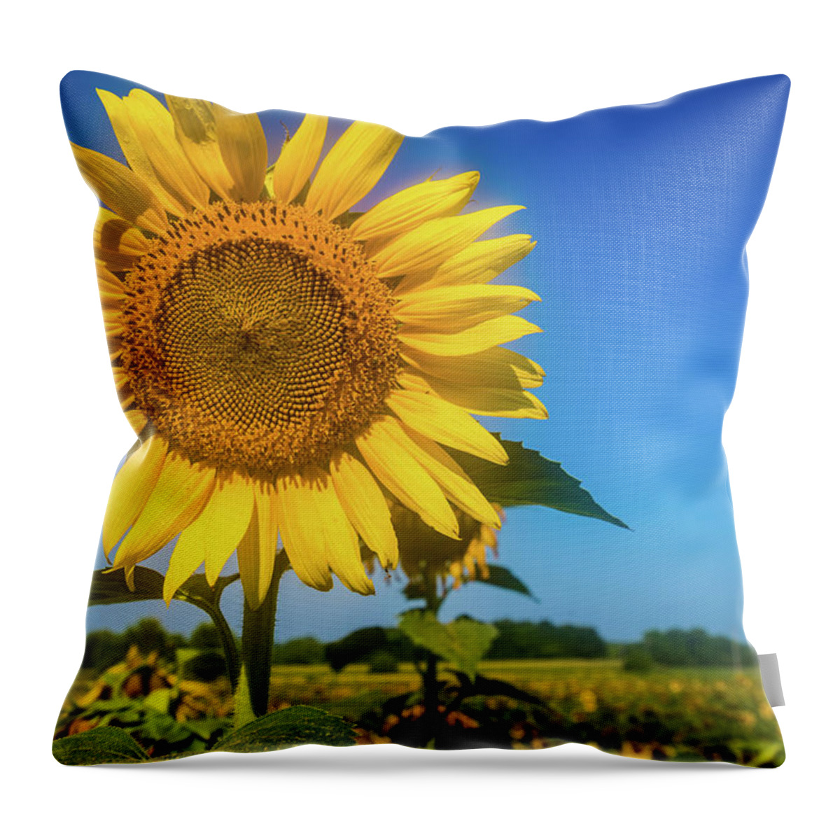 Alabama Throw Pillow featuring the photograph Summer Sunflower by James-Allen